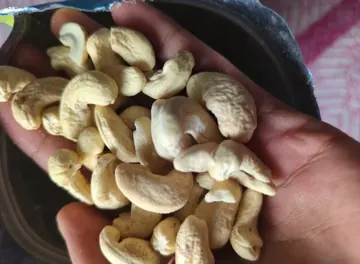 Customer photo: cashews held in a hand